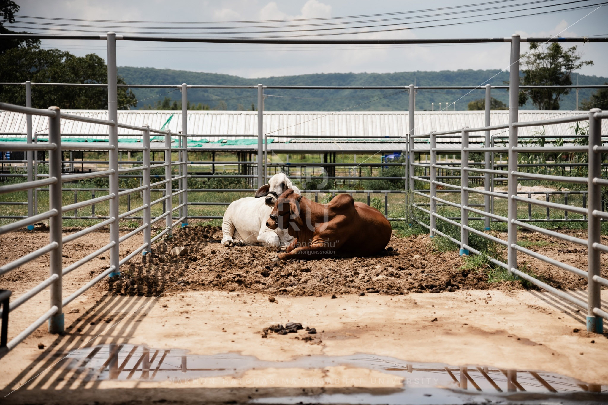 YZ Beef Cattle Farm in Si Khio District (13)
